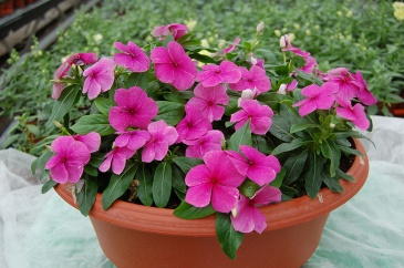 Катарантус розовый ампельный (Vinca rosea)