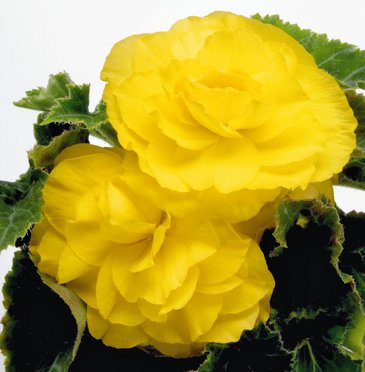 Бегония клубневая махровая многоцветковая (Begonia tuberhybrida multiflora)