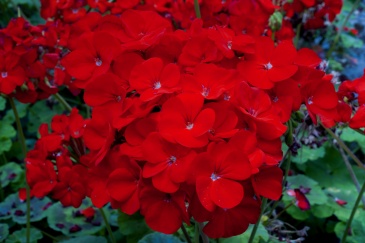 Герань (пеларгония зональная) (Pelargonium x hortorum)