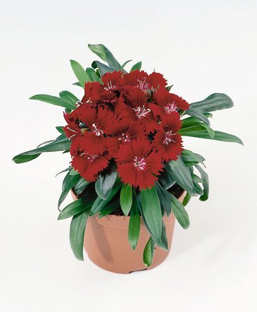 Гвоздика гибридная (Dianthus interspecific)