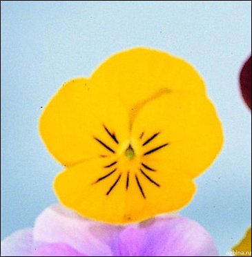 Виола рогатая (Viola cornuta)