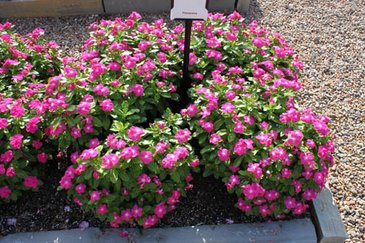 Катарантус розовый (Vinca rosea)