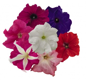 Петуния крупноцветковая (генетически компактная) (Petunia grandiflora)