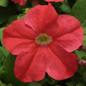 Петуния крупноцветковая (генетически компактная) (Petunia grandiflora)