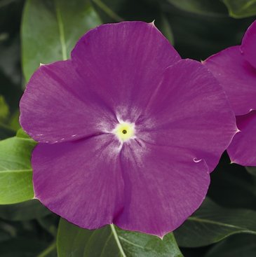 Катарантус розовый (Vinca rosea)
