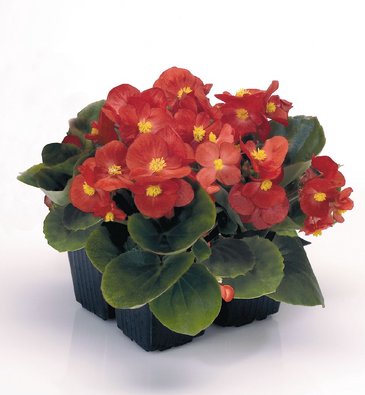 Бегония вечноцветущая (зеленая листва) (Begonia semperflorens)