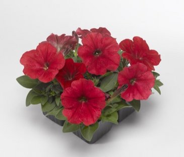 Петуния многоцветковая (генетически компактная) (Petunia multiflora)