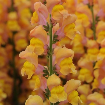 Львиный зев (Антирринум) большой (Antirrhinum majus)