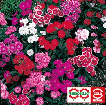 Гвоздика китайская х турецкая (Dianthus chinensis x barbatus)