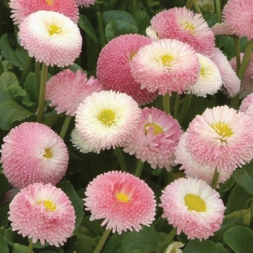 Маргаритка многолетняя (Bellis perennis)