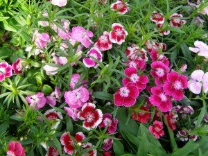 Гвоздика турецкая (Dianthus barbatus)