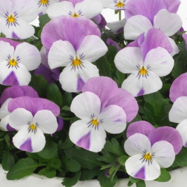 Виола рогатая (Viola cornuta)