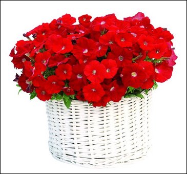 Петуния ампельная гибридная (Petunia x hybrida)