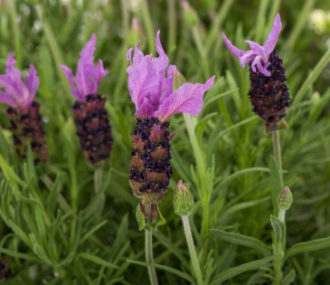 Лаванда стэхадская (Lavandula stoechas)