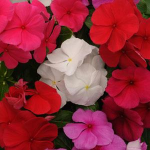 Катарантус розовый (Vinca rosea)