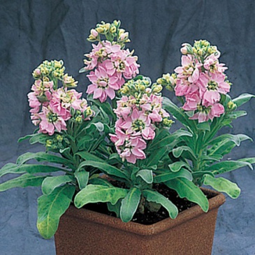 Левкой седой (Matthiola incana)