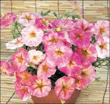 Петуния крупноцветковая гофрированная (Petunia grandiflora)