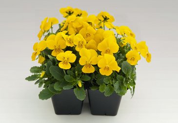 Виола рогатая (Viola cornuta)