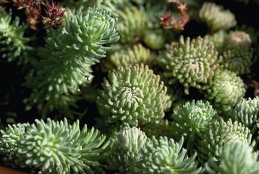 Седум Форстера (Sedum forsterianum)