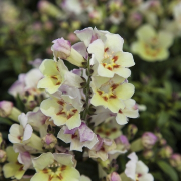 Львиный зев (Антирринум) большой (Antirrhinum majus)