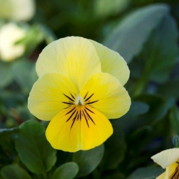 Виола рогатая (Viola cornuta)