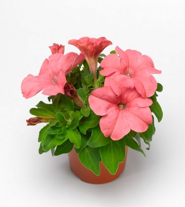 Петуния крупноцветковая (генетически компактная) (Petunia grandiflora)