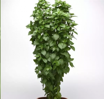 Базилик благородный (Ocimum basilicum)