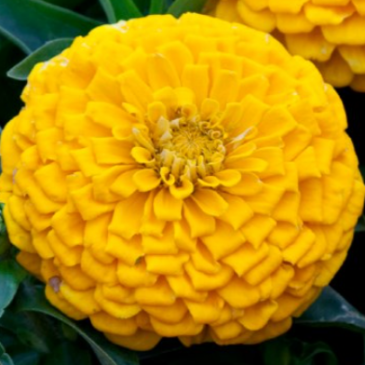 Цинния изящная (Zinnia elegans)