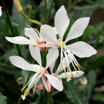 Гаура Линдхеймера (Gaura lindheimeri)