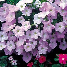 Петуния ампельная гибридная (Petunia х hybrida)