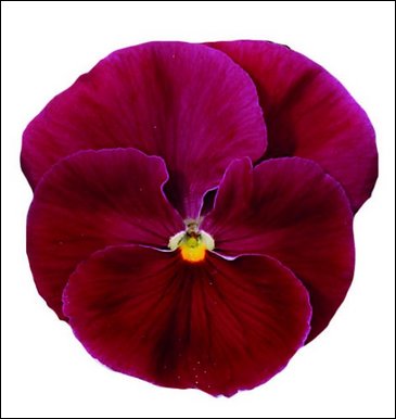 Виола Виттрока (Viola wittrockiana)