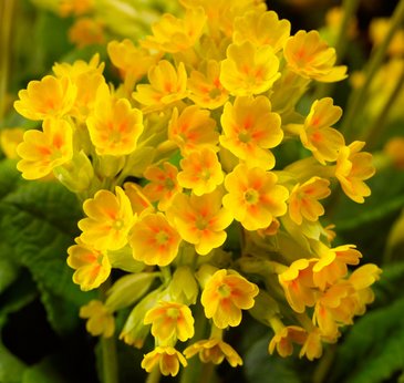 Примула весенняя (Primula veris)