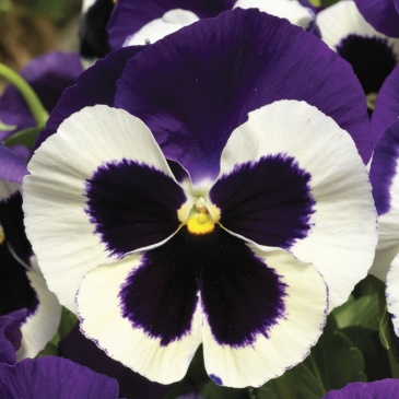 Виола Виттрока (Viola wittrockiana)