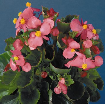 Бегония вечноцветущая (зеленая листва) (Begonia semperflorens)