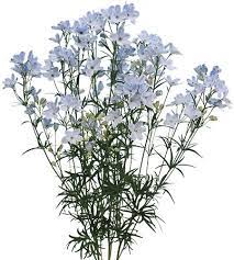 Дельфиниум китайский (Delphinium chinensis)