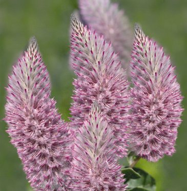 Птилотус возвышенный (Ptilotus exaltatus)