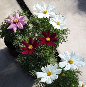 Космея дваждыперистая (Cosmos bipinnatus)