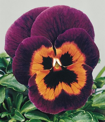 Виола виттрока (Viola wittrockiana)