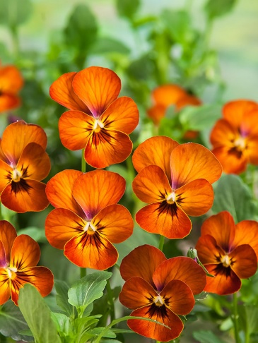 Виола рогатая (Viola cornuta)