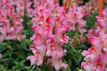 Львиный зев (Антирринум) большой (Antirrhinum majus)