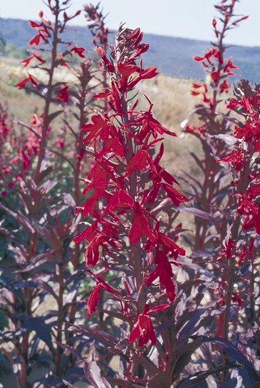 Лобелия огненная (Lobelia fulgens)