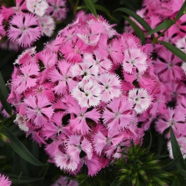 Гвоздика турецкая (Dianthus barbatus)