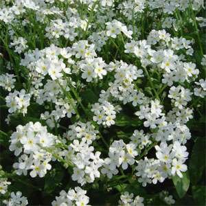 Незабудка лесная (Myosotis sylvatica)