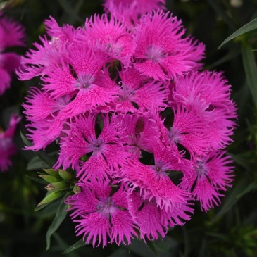 Гвоздика турецкая (Dianthus barbatus)