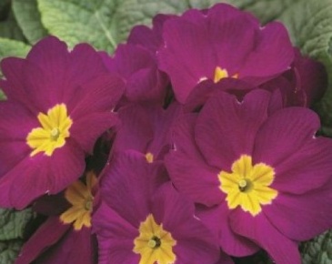 Примула бесстебельная (Primula acaulis)