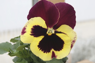 Виола Виттрока (Viola wittrockiana)