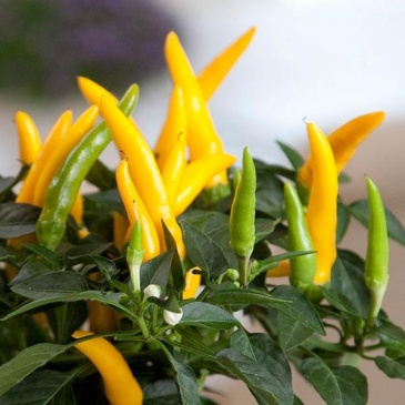 Перец летний (Capsicum annuum)