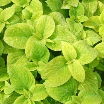 Колеус гибридный (Coleus х hybrida)