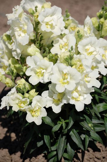 Львиный зев (Антирринум) махровый (Antirrhinum majus)