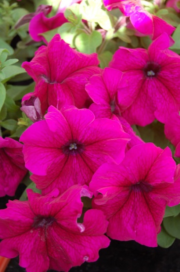 Петуния крупноцветковая (генетически компактная) (Petunia grandiflora)